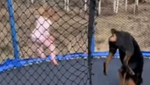 Illustration : "Cette petite fille et son amie Rottweiler font des acrobaties endiablées sur un trampoline (vidéo)"