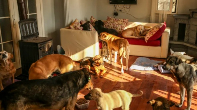 Illustration : "Des amoureux des animaux transforment leur maison en havre de paix pour les chiens sans-abri"