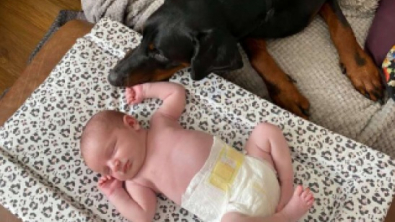 Illustration : Ce Dobermann prend le plus grand soin de sa petite sœur humaine, âgée de 3 semaines