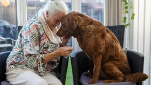 Illustration : "Cette retraitée de 79 ans utilise toutes ses économies pour soigner son Labrador Retriever, atteint d’une pathologie rare"