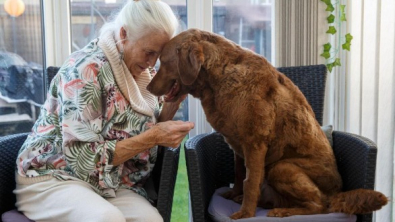 Illustration : "Cette retraitée de 79 ans utilise toutes ses économies pour soigner son Labrador Retriever, atteint d’une pathologie rare"