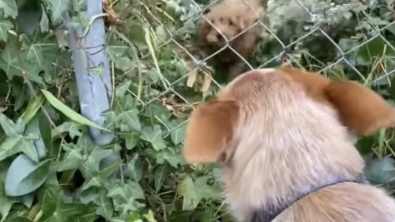 Illustration : "À travers la clôture, cette chienne se lie d’amitié avec le nouveau chien de ses voisins"