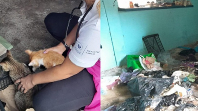 Illustration : Suite à des soupçons de maltraitance, un chien et 2 chats ont été retirés de manière préventive à leur propriétaire