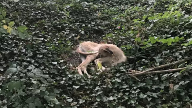 Illustration : Un chien cachectique, découvert abandonné dans une forêt, reprend doucement goût à la vie grâce à une amoureuse des animaux