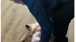 Illustration : "La joie communicative de Timber, la chienne Golden Retriever, qui pleure de joie lorsqu’elle retrouve son Humain préféré (vidéo)"