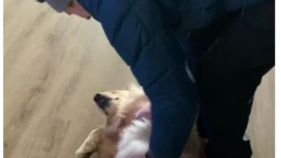 Illustration : La joie communicative de Timber, la chienne Golden Retriever, qui pleure de joie lorsqu’elle retrouve son Humain préféré (vidéo)