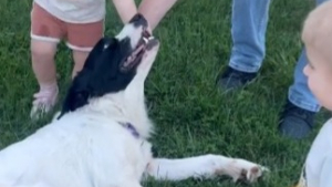 Illustration : "Le bonheur de Daisy, une chienne de refuge, lorsqu’elle découvre enfin son nouveau foyer (vidéo)"