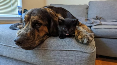 Illustration : "Quand Ozzy, le croisé Bouvier Bernois et Golden Retriever, devient le « papa d’accueil » d’un minuscule chaton "