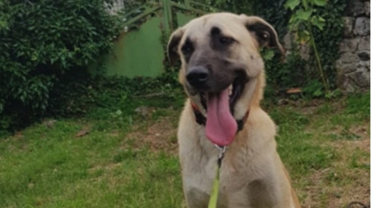 Le long chemin de Rescue, un croisé Berger d’Anatolie, pour trouver sa famille idéale