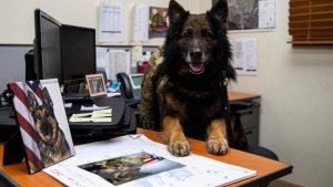 Illustration : "Les retrouvailles de Bady, le Berger Allemand retraité de l’armée, avec son ancien maître-chien"