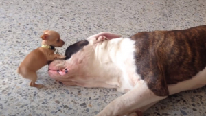 Illustration : "Un jeune Chihuahua énergique ose taquiner un imposant American Bulldog pendant sa sieste (vidéo)"