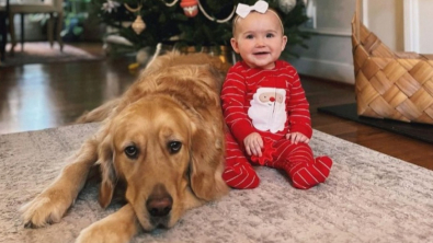 Illustration : "À l’arrivée d’un bébé dans leur famille, ces 2 Golden Retrievers se conduisent comme les meilleurs des grands frères (vidéo)"