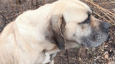 Illustration : Abandonnée au milieu des ordures, une chienne Boerbull espère avoir une seconde chance dans la vie