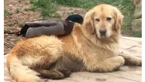 Illustration : "L’adorable amitié entre McGee, le Golden Retriever, et Daffy, un canard Colvert"