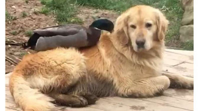 Illustration : L’adorable amitié entre McGee, le Golden Retriever, et Daffy, un canard Colvert