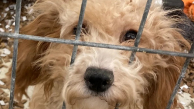 Illustration : "L’histoire inspirante de Lolly, libérée d’une usine à chiots, qui aide désormais ses congénères à surmonter leurs traumatismes "