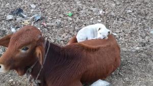 Illustration : "Sur le chemin du travail, un homme découvre un chien faisant sa sieste sur le dos d’une vache"