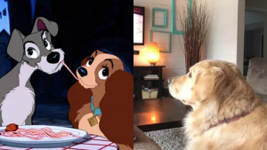 Illustration : "La drôle de réaction d’une Golden Retriever devant son dessin animé préféré amuse beaucoup sa maîtresse et les internautes (vidéo)"