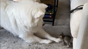 Illustration : "La naissance d’une belle amitié entre une chienne Samoyède et son adorable petit frère, un chaton de quelques semaines (vidéo)"
