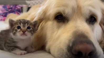 Illustration : Une première rencontre pleine de tendresse entre un chaton orphelin en manque d’affection et un célèbre Golden Retriever (vidéo)