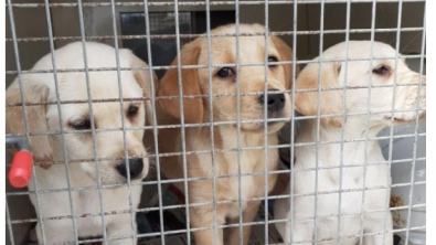 Illustration : "Un bon samaritain sauve la vie de 3 chiots Labrador, mis à la rue dans des conditions révoltantes"