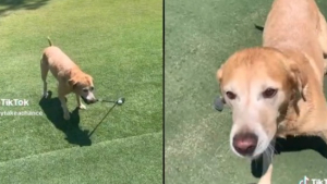 Illustration : "Ce Labrador Retriever s’illustre, aux côtés de son maître, sur le green de golf "