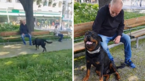 Illustration : "Un Rottweiler en promenade remarque un homme malheureux et vient gentiment le consoler"