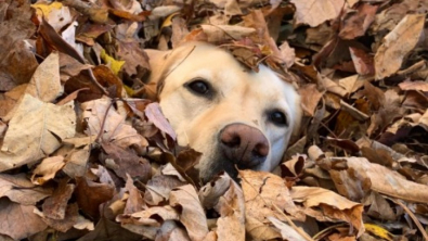 Illustration : Le moment adorable où une chienne séniore retombe en enfance grâce à un gros tas de feuilles (vidéo)