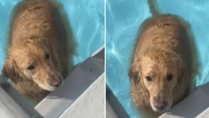 Illustration : "L’obstination de Chief, le Golden Retriever, qui désobéit à ses maîtres et refuse de sortir de la piscine (vidéo)"