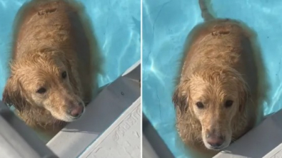 Illustration : "L’obstination de Chief, le Golden Retriever, qui désobéit à ses maîtres et refuse de sortir de la piscine (vidéo)"