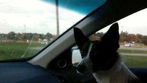 Illustration : "La joie immense d'un chien en route pour le parc canin devient virale (vidéo)"