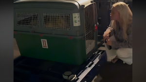 Illustration : "Séparé de ses maîtres pendant plusieurs mois, ce chien a une émouvante réaction lorsqu’il les retrouve à l’aéroport (vidéo)"
