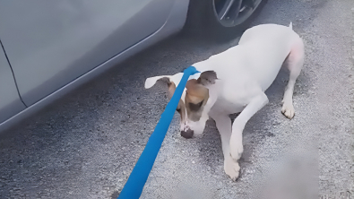 Illustration : Déprimé par son séjour en refuge, ce chien fait tout pour ne pas rentrer dans son box après une promenade (vidéo)