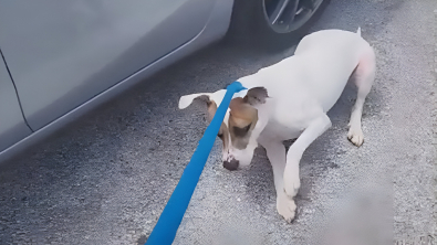 Illustration : "Déprimé par son séjour en refuge, ce chien fait tout pour ne pas rentrer dans son box après une promenade (vidéo)"