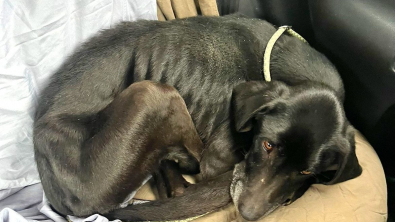 Illustration : Tosca, une Labrador abandonnée dans les rues, est retrouvée par des enquêteurs