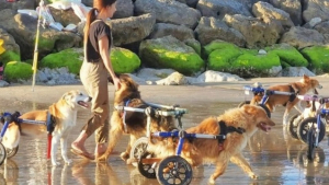 Illustration : "Des chiens de refuge en fauteuils roulants s’amusent sur une plage avec leur maîtresse"