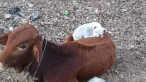 Illustration : "Un travailleur découvre un chien dormant paisiblement en boule sur le dos d’une vache"