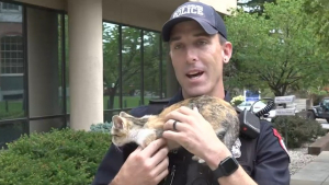 Illustration : "Grâce à l’intervention d’un bon samaritain, ce policier a un véritable coup de foudre pour un chaton abandonné"