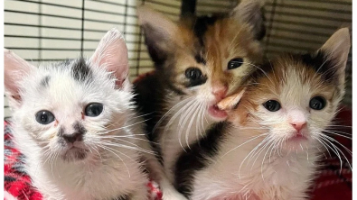 Illustration : "Un chien au grand cœur vient en aide à une fratrie de chatons nouveau-nés"