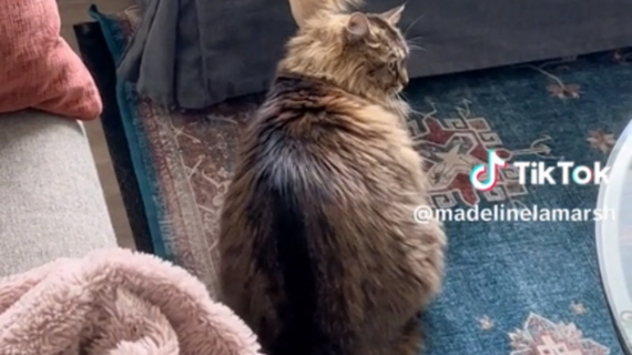 Illustration : Maline, cette chatte utilise la patte de sa meilleure amie pour obtenir des gratouilles sur la tête (vidéo)