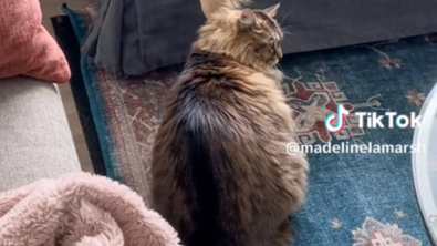 Illustration : "Maline, cette chatte utilise la patte de sa meilleure amie pour obtenir des gratouilles sur la tête (vidéo)"