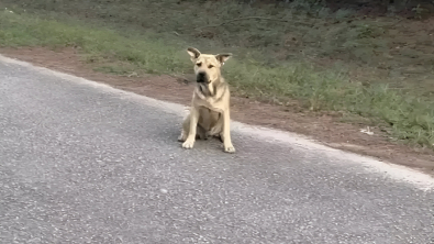 Illustration : En détresse, ce chien errant donne la patte pour demander de l’aide à la fondatrice d’un refuge (vidéo)