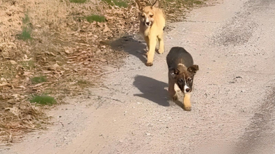 Illustration : "Une femme part acheter des biscuits pour ses collègues et revient avec 2 chiots abandonnés à la place (vidéo)"