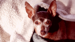 Illustration : "Sous le charme d’un Chihuahua âgé et malade, une vétérinaire lui offre la plus belle des retraites"