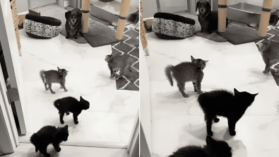 Illustration : Après avoir envahi leur espace, ce Teckel doit faire face à 4 adorables chatons qui font tout pour l’effrayer (vidéo)