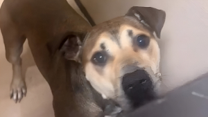 Illustration : "Ramené au refuge une semaine après son adoption, ce chien a une réaction déchirante lorsqu’il comprend qu’il retourne dans son box (vidéo)"