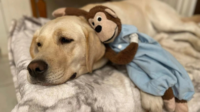 Illustration : "Indie le Labrador et Monkey le singe en peluche sont devenus les meilleurs amis du monde"