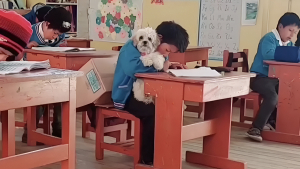 Illustration : "Le maître de cette petite chienne adresse à son professeur une requête inhabituelle qui fait l’unanimité parmi ses camarades de classe (vidéo)"