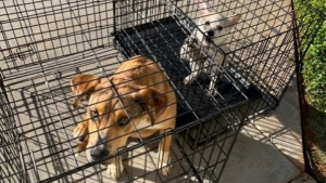 Illustration : "Le personnel d’un refuge découvre 2 chiens en cage abandonnés devant l’entrée, accompagnés d’une lettre"
