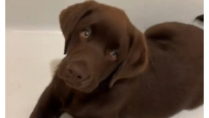 Illustration : "Faites connaissance avec Gus, le chiot Labrador Retriever qui n’en n’a jamais assez des joies du bain (vidéo)"